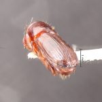 female | Image Author: TH Atkinson | Florida State Collection of Arthropods, Gainesville, Florida | Parque Nal. La Muralla | Collection: University of Texas Insect Collection