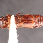female | Image Author: TH Atkinson | Florida State Collection of Arthropods, Gainesville, Florida | Parque Nal. La Muralla | Collection: University of Texas Insect Collection