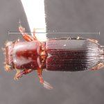 male | Image Author: TH Atkinson | Florida State Collection of Arthropods, Gainesville, Florida | Parque Nal. La Muralla | Collection: University of Texas Insect Collection