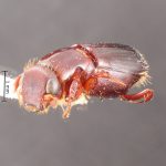 male | Image Author: TH Atkinson | Florida State Collection of Arthropods, Gainesville, Florida | Parque Nal. La Muralla | Collection: University of Texas Insect Collection