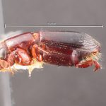 male | Image Author: TH Atkinson | Florida State Collection of Arthropods, Gainesville, Florida | Parque Nal. La Muralla | Collection: University of Texas Insect Collection