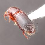 male | Image Author: TH Atkinson | Florida State Collection of Arthropods, Gainesville, Florida | Parque Nal. La Muralla | Collection: University of Texas Insect Collection