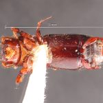 male | Image Author: TH Atkinson | Florida State Collection of Arthropods, Gainesville, Florida | Parque Nal. La Muralla | Collection: University of Texas Insect Collection