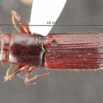 male | Image Author: TH Atkinson | Florida State Collection of Arthropods, Gainesville, Florida | Santa María Ostuma | Collection: Field Museum of Natural History