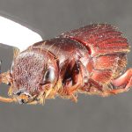 male | Image Author: TH Atkinson | Florida State Collection of Arthropods, Gainesville, Florida | Santa María Ostuma | Collection: Field Museum of Natural History