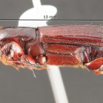 male | Image Author: TH Atkinson | Florida State Collection of Arthropods, Gainesville, Florida | Santa María Ostuma | Collection: Field Museum of Natural History