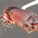 male | Image Author: TH Atkinson | Florida State Collection of Arthropods, Gainesville, Florida | Santa María Ostuma | Collection: Field Museum of Natural History
