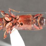 male | Image Author: TH Atkinson | Florida State Collection of Arthropods, Gainesville, Florida | Santa María Ostuma | Collection: Field Museum of Natural History