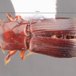 male | Image Author: TH Atkinson | Florida State Collection of Arthropods, Gainesville, Florida | Est. Biol. las Alturas | Collection: California State Collection of Arthropods
