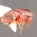 male | Image Author: TH Atkinson | Florida State Collection of Arthropods, Gainesville, Florida | Est. Biol. las Alturas | Collection: California State Collection of Arthropods