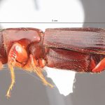 male | Image Author: TH Atkinson | Florida State Collection of Arthropods, Gainesville, Florida | Est. Biol. las Alturas | Collection: California State Collection of Arthropods