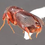 male | Image Author: TH Atkinson | Florida State Collection of Arthropods, Gainesville, Florida | Est. Biol. las Alturas | Collection: California State Collection of Arthropods