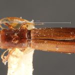 female | Image Author: TH Atkinson | Florida State Collection of Arthropods, Gainesville, Florida | paratype Platypus propinquus Schedl | paratype | Nova Teutonia | Collection: Naturhistorisches Museum Wien