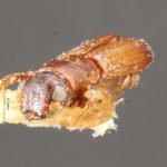 female | Image Author: TH Atkinson | Florida State Collection of Arthropods, Gainesville, Florida | paratype Platypus propinquus Schedl | paratype | Nova Teutonia | Collection: Naturhistorisches Museum Wien