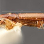 female | Image Author: TH Atkinson | Florida State Collection of Arthropods, Gainesville, Florida | paratype Platypus propinquus Schedl | paratype | Nova Teutonia | Collection: Naturhistorisches Museum Wien