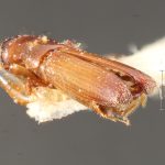 female | Image Author: TH Atkinson | Florida State Collection of Arthropods, Gainesville, Florida | paratype Platypus propinquus Schedl | paratype | Nova Teutonia | Collection: Naturhistorisches Museum Wien