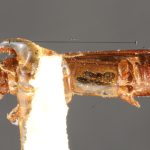 female | Image Author: TH Atkinson | Florida State Collection of Arthropods, Gainesville, Florida | paratype Platypus propinquus Schedl | paratype | Nova Teutonia | Collection: Naturhistorisches Museum Wien