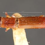 male | Image Author: TH Atkinson | Florida State Collection of Arthropods, Gainesville, Florida | paratype Platypus propinquus Schedl | paratype | Nova Teutonia | Collection: Naturhistorisches Museum Wien