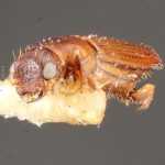 male | Image Author: TH Atkinson | Florida State Collection of Arthropods, Gainesville, Florida | paratype Platypus propinquus Schedl | paratype | Nova Teutonia | Collection: Naturhistorisches Museum Wien