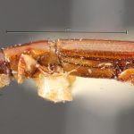male | Image Author: TH Atkinson | Florida State Collection of Arthropods, Gainesville, Florida | paratype Platypus propinquus Schedl | paratype | Nova Teutonia | Collection: Naturhistorisches Museum Wien