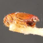 male | Image Author: TH Atkinson | Florida State Collection of Arthropods, Gainesville, Florida | paratype Platypus propinquus Schedl | paratype | Nova Teutonia | Collection: Naturhistorisches Museum Wien
