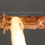 male | Image Author: TH Atkinson | Florida State Collection of Arthropods, Gainesville, Florida | paratype Platypus propinquus Schedl | paratype | Nova Teutonia | Collection: Naturhistorisches Museum Wien