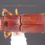 male | Image Author: TH Atkinson | Florida State Collection of Arthropods, Gainesville, Florida | Les Eaux Claires, 7 km N Saül | Collection: L.R. Kirkendall Collection