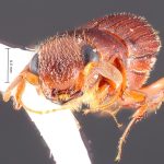 male | Image Author: TH Atkinson | Florida State Collection of Arthropods, Gainesville, Florida | Les Eaux Claires, 7 km N Saül | Collection: L.R. Kirkendall Collection
