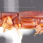 male | Image Author: TH Atkinson | Florida State Collection of Arthropods, Gainesville, Florida | Les Eaux Claires, 7 km N Saül | Collection: L.R. Kirkendall Collection