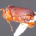 male | Image Author: TH Atkinson | Florida State Collection of Arthropods, Gainesville, Florida | Les Eaux Claires, 7 km N Saül | Collection: L.R. Kirkendall Collection