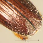 female | Image Author: TH Atkinson | Florida State Collection of Arthropods, Gainesville, Florida | Sto. Domingo Ocotitlan | Collection: Centro de Entomología y Acarología