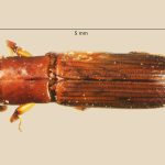 female | Image Author: TH Atkinson | Florida State Collection of Arthropods, Gainesville, Florida | Sto. Domingo Ocotitlan | Collection: Centro de Entomología y Acarología