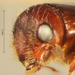 female | Image Author: TH Atkinson | Florida State Collection of Arthropods, Gainesville, Florida | Sto. Domingo Ocotitlan | Collection: Centro de Entomología y Acarología