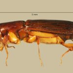female | Image Author: TH Atkinson | Florida State Collection of Arthropods, Gainesville, Florida | Sto. Domingo Ocotitlan | Collection: Centro de Entomología y Acarología
