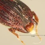 male | Image Author: TH Atkinson | Florida State Collection of Arthropods, Gainesville, Florida | Sto. Domingo Ocotitlan | Collection: Centro de Entomología y Acarología