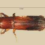 male | Image Author: TH Atkinson | Florida State Collection of Arthropods, Gainesville, Florida | Sto. Domingo Ocotitlan | Collection: Centro de Entomología y Acarología
