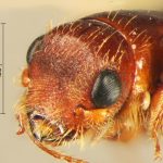 male | Image Author: TH Atkinson | Florida State Collection of Arthropods, Gainesville, Florida | Sto. Domingo Ocotitlan | Collection: Centro de Entomología y Acarología