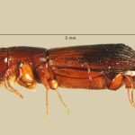 male | Image Author: TH Atkinson | Florida State Collection of Arthropods, Gainesville, Florida | Sto. Domingo Ocotitlan | Collection: Centro de Entomología y Acarología