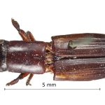 female | Image Author: Harry Taylor | Natural History Museum (London) | holotype  Platypus auritus  Chapuis | syntype | Tuxpan | Collection: British Museum (Natural History)