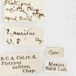 female | Image Author: Harry Taylor | Natural History Museum (London) | holotype  Platypus auritus  Chapuis | syntype | Tuxpan | Collection: British Museum (Natural History)