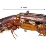 female | Image Author: Harry Taylor | Natural History Museum (London) | holotype  Platypus auritus  Chapuis | syntype | Tuxpan | Collection: British Museum (Natural History)