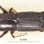 male | Image Author: Harry Taylor | Natural History Museum (London) | holotype  Platypus godmani  Blandford | syntype | Sinanja | Collection: British Museum (Natural History)