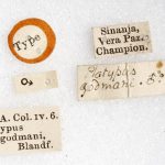 male | Image Author: Harry Taylor | Natural History Museum (London) | holotype  Platypus godmani  Blandford | syntype | Sinanja | Collection: British Museum (Natural History)