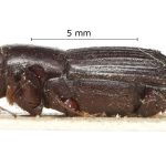male | Image Author: Harry Taylor | Natural History Museum (London) | holotype  Platypus godmani  Blandford | syntype | Sinanja | Collection: British Museum (Natural History)