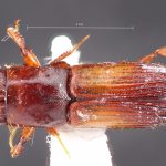 male | Image Author: TH Atkinson | Florida State Collection of Arthropods, Gainesville, Florida | Les Eaux Claires, 7 km N Saül | Collection: L.R. Kirkendall Collection