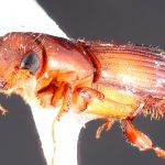 male | Image Author: TH Atkinson | Florida State Collection of Arthropods, Gainesville, Florida | Les Eaux Claires, 7 km N Saül | Collection: L.R. Kirkendall Collection