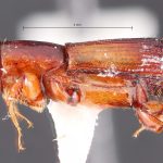 male | Image Author: TH Atkinson | Florida State Collection of Arthropods, Gainesville, Florida | Les Eaux Claires, 7 km N Saül | Collection: L.R. Kirkendall Collection