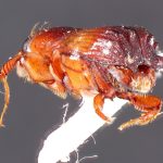 male | Image Author: TH Atkinson | Florida State Collection of Arthropods, Gainesville, Florida | Les Eaux Claires, 7 km N Saül | Collection: L.R. Kirkendall Collection