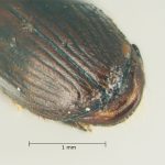 female | Image Author: TH Atkinson | Florida State Collection of Arthropods, Gainesville, Florida | Parque Nal. La Muralla | Collection: University of Texas Insect Collection