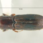 female | Image Author: TH Atkinson | Florida State Collection of Arthropods, Gainesville, Florida | Parque Nal. La Muralla | Collection: University of Texas Insect Collection